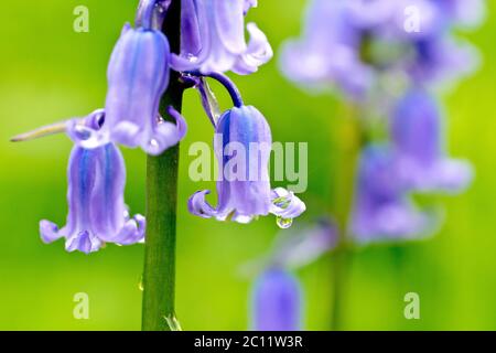 Bluebell o Wild Hyacinthis (endymion non-scriptus o hyacinthoides non-scripta), primo piano focalizzato su un singolo fiore con raindrop. Foto Stock