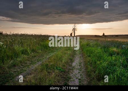 Bellissimo paesaggio con giovane campo verde fotografato durante la tarda primavera Foto Stock