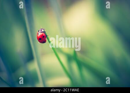 Ladybug primaverile su piante verdi. Bella foto strega umore vintage. Foto Stock