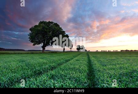 Bellissimo paesaggio con giovane campo verde fotografato durante la tarda primavera Foto Stock