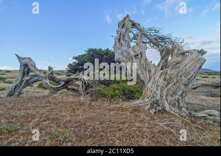 Nodose Ginestra modellati dal vento Foto Stock