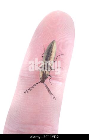 Piccolo bug su un dito umano su sfondo bianco Foto Stock