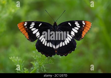 Ammiraglio Butterfly di Lorquin Foto Stock