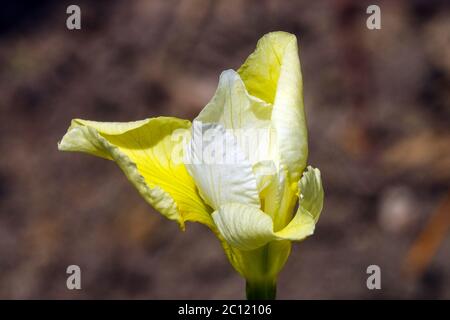 Iris sibirica Siberian Iris "burro e zucchero" Foto Stock