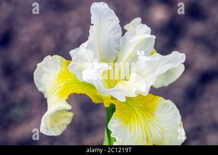 Iris sibirica Iris siberiana "Isabelle" White, Yellow, Iris, White Iris Flower, close up Flower, dettaglio, bandiere di fiori Foto Stock