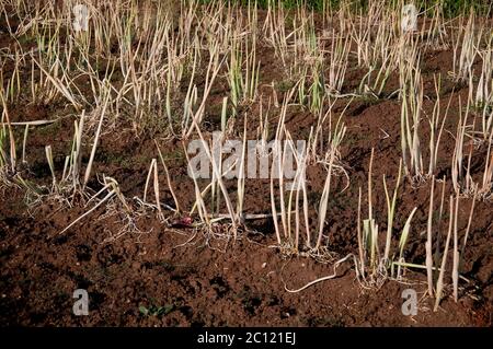 terra arata di recente pronta ad essere seminato cipolle Foto Stock