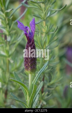 primo piano del fiore viola della lavanda Foto Stock