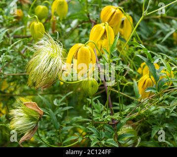 Fiori gialli campanili dell'arrampicatore duro, Clematis tangutica 'Lambton Park'. Fiori sono più grandi della specie Foto Stock