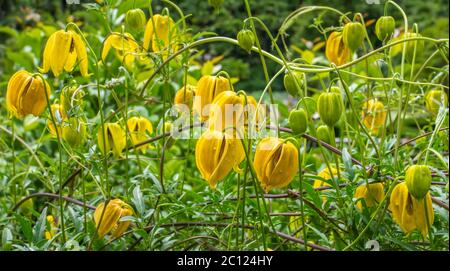 Fiori gialli campanili dell'arrampicatore duro, Clematis tangutica 'Lambton Park'. Fiori sono più grandi della specie Foto Stock