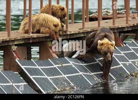 I giovani di orso bruno preda di attesa sul recinto per conto per i pesci. Kurile Lago. Foto Stock