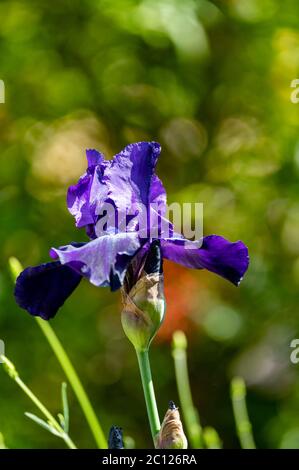 Fiore di grande viola scuro alto fiore di iris bearded in giardino soleggiato Foto Stock