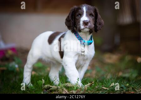 Un maschio Springer Spaniel di 8 settimane esplora e gioca nel suo nuovo giardino. Foto Stock