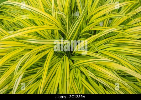 Hakonechloa macra 'Aureola' erba. Erba di canna giapponese in giardino. Dettagli delle foglie Foto Stock