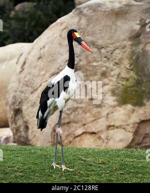 A sella fatturati stork (Ephippiorhynchus senegalensis) Foto Stock