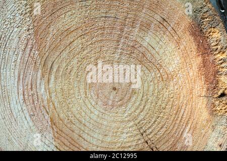 Sezione trasversale del moncone dell'albero Foto Stock