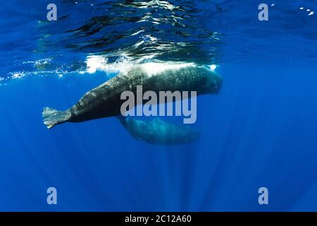 Balene spermatozoi che nuotano sott'acqua nell'oceano, Mauritius. Foto Stock