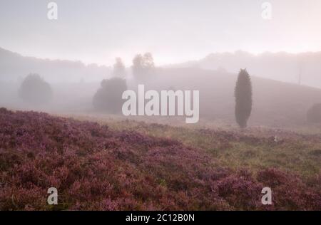 colline con erica nella nebbia mattutina Foto Stock