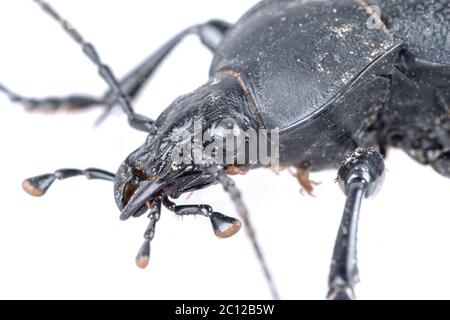 Dettaglio della testa di un coleottero nero su sfondo bianco Foto Stock