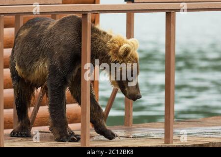 Bruna giovane orso sembra preda sulla recinzione per conto per i pesci. Kurile Lago. Foto Stock