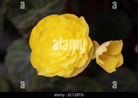 Fiori luminosi di begonias tuberose Begonia tuberhyrida in giardino. Foto Stock