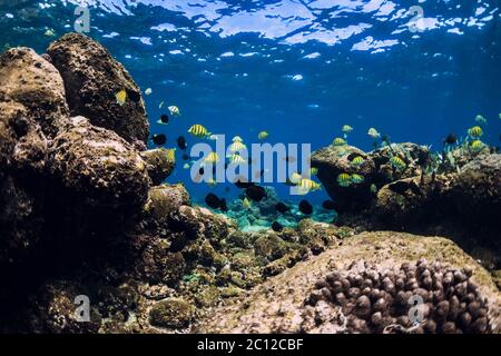 Scena subacquea con pietre e pesci tropicali. Oceano blu Foto Stock