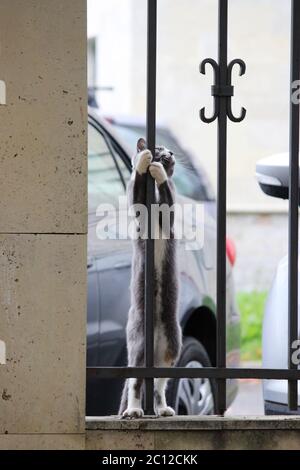 gatto grigio con zampe bianche che abbracciano la recinzione sulla strada, guardando entusiasta uccello. Foto Stock