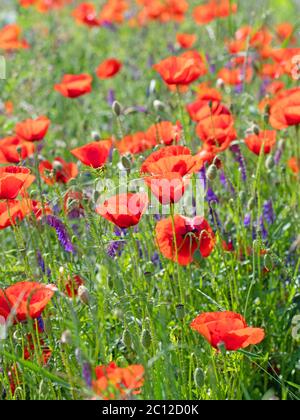 Papavero di mais rosso, rhoeas di papaver, in un prato Foto Stock