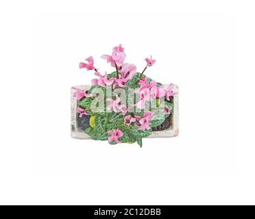 Fiori di ciclamino isolati su bianco Foto Stock