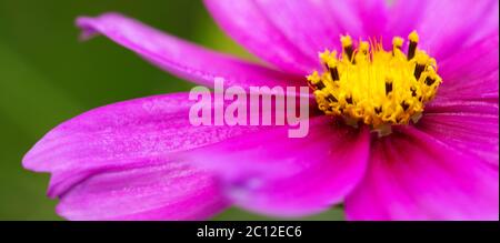 Macro Shot di rosa Cosmos fiore. Foto Stock