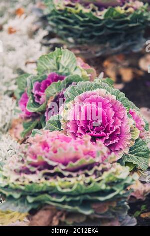 Bokeh di sfondo viola cavolo decorativo, piante ornamentali Foto Stock