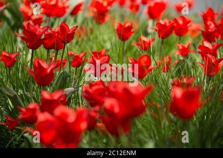 Gruppo di tulipani rossi nel parco. Paesaggio primaverile Foto Stock