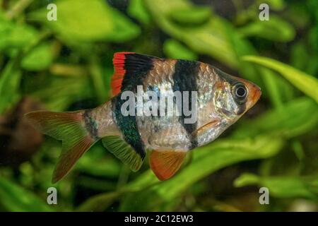 Ritratto di pesce di barbano (Puntius tetrazona) in acquario Foto Stock