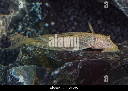 Ritratto di pesce gatto (Ancistrus sp.) in acquario Foto Stock