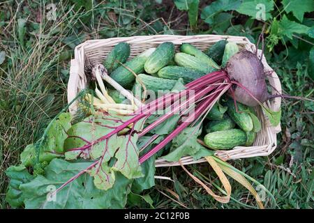 Raccolta estiva sfocata in un cesto di paglia. Cetrioli, fagioli, aglio, aneto di barbabietole Foto Stock