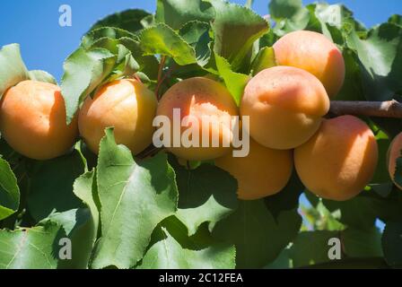 Primo piano di albicocche che crescono su Tree Branch in Orchard Foto Stock