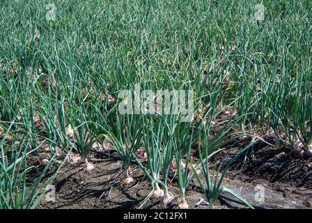 Piante agricole che crescono in campo Foto Stock