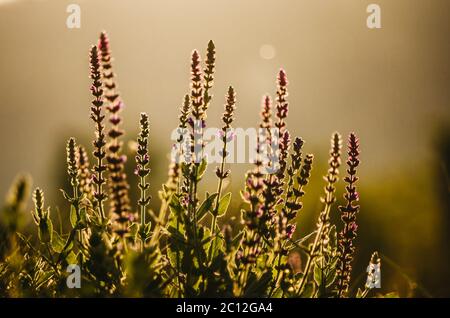 Woodland salvia cespuglio bagnata in sole dorato mattina sullo sfondo Foto Stock