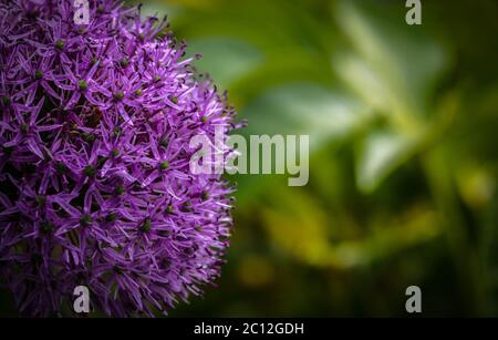 Testa di fiore viola Allium in fiore Foto Stock