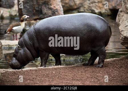 Pigmy hippopotamus (Choeropsis liberiensis), Bioparc, Valencia, Spagna. Foto Stock