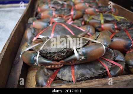 Granchi di mare legati venduti a ristoranti per essere cucinati su un mercato di strada in Thailandia Foto Stock