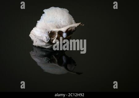 Osso temporale del cranio isolato sul lato sinistro umano su sfondo scuro. Vista laterale Foto Stock