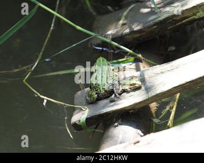 Due rane d'acqua verdi si siedono su un tavolo di legno nella città di Goczalkowice, Polonia Foto Stock