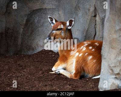 Sitatunga o marshbuck (Tragelaphus spekii), Bioparc, Valencia, Spagna. Foto Stock