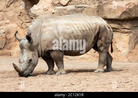 Rino Bianco Meridionale (Ceratotherium simum), Bioparc, Valencia, Spagna. Foto Stock