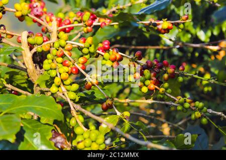 Chicchi di caffè che maturano sull'albero in Viet Nam Foto Stock