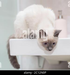 Gatto tailandese sul bordo del lavandino in bagno. Foto Stock