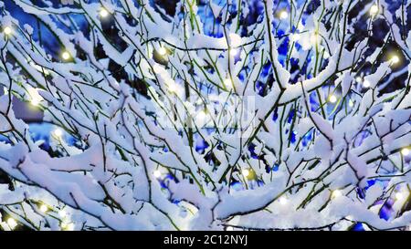 Rami di cespuglio coperti di neve in inverno. Foto Stock