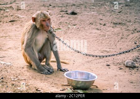 Piccola scimmia concatenate Foto Stock