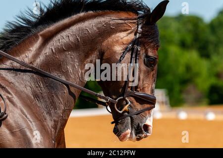 Raeford, Carolina del Nord, Stati Uniti. 13 Giugno 2020. 13 giugno 2020 - Raeford, North Carolina, USA - ARIEL GRALD Riding Leamore Master Plan, compete in dressage alla War Horse Event Series 2020, 13 giugno al Carolina Horse Park di Raeford, N.C. Questa è stata la prima competizione al parco dopo la pandemia COVID-19. Fondata nel 2013 come Cabin Branch Event Series, la War Horse Event Series è composta da cinque prove a cavallo e test combinati e attira piloti e loro cavalli da tutti gli Stati Uniti orientali. Credit: Timothy L. Hale/ZUMA Wire/Alamy Live News Foto Stock