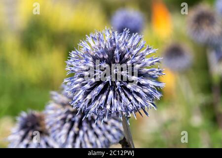 Echinops rito una pianta di fiori perenni di autunno erbaceo blu pianta di fiori comunemente conosciuta globo tistle Foto Stock